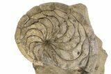 Fossil Nautilus (Aturia) - Boujdour, Morocco #306928-1